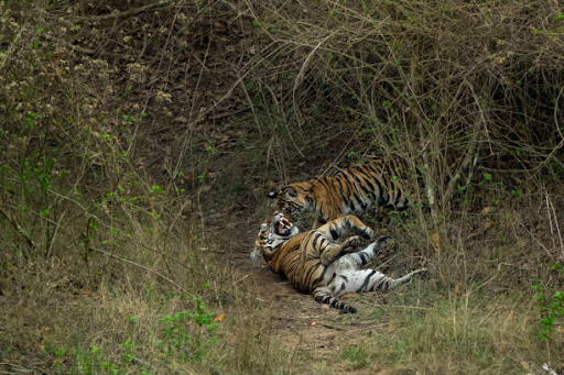 Bandipur National Park Landscape